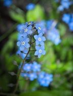 blue flowers on a spring branch