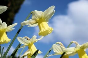 Narcissus close up