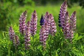 Beauty Flower Summer