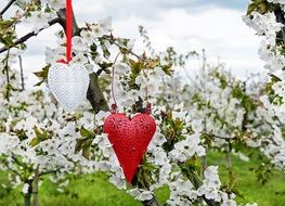 red and white heart on a branch