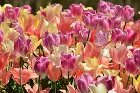 many tulips in spring