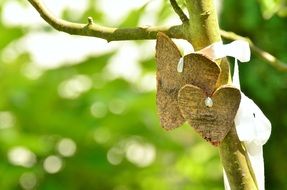 hearts made of tree bark for wedding