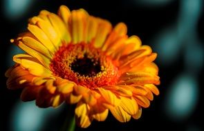 beautiful Gerbera