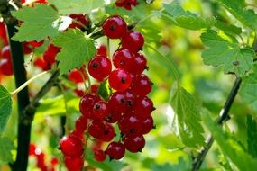 dessert Red Currant