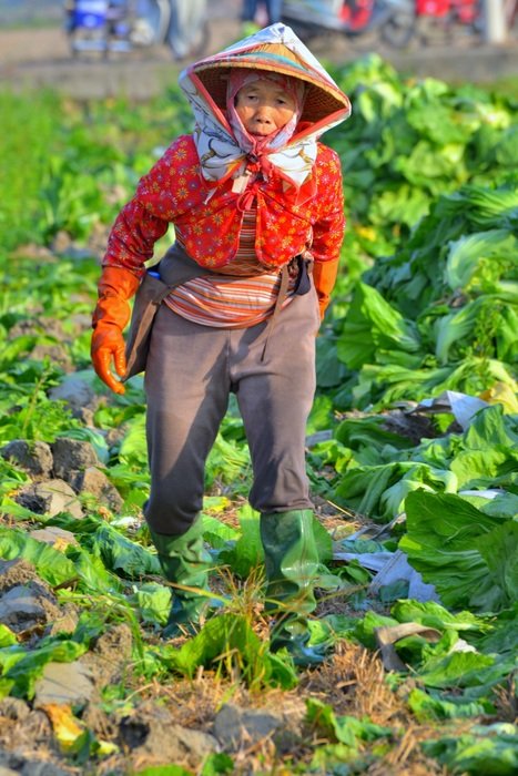 Vietnamese woman on the field