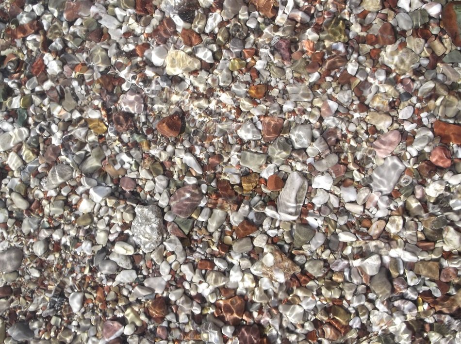 seashells on the beach in summer