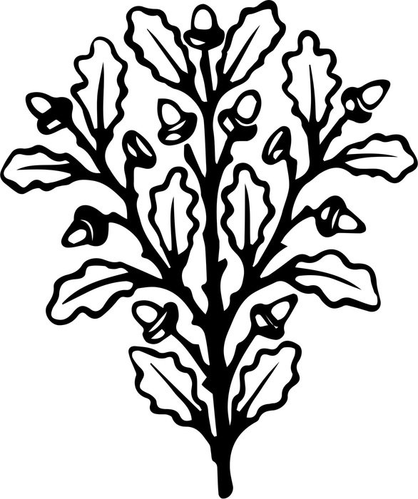 sketch of acorns