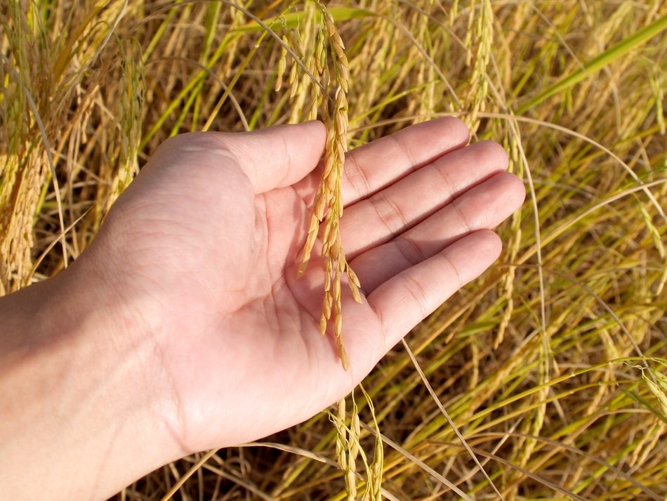 dry grass in human hand