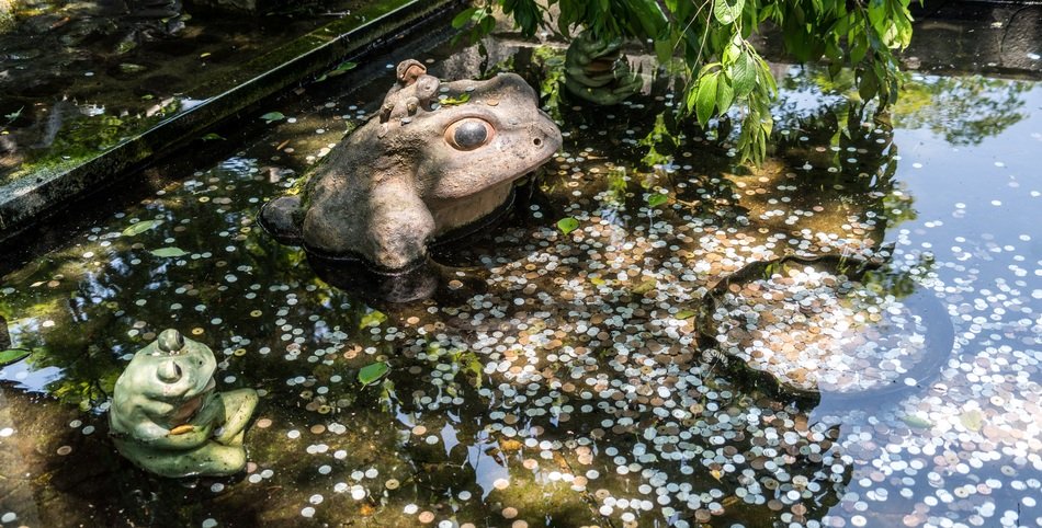 Money in pond