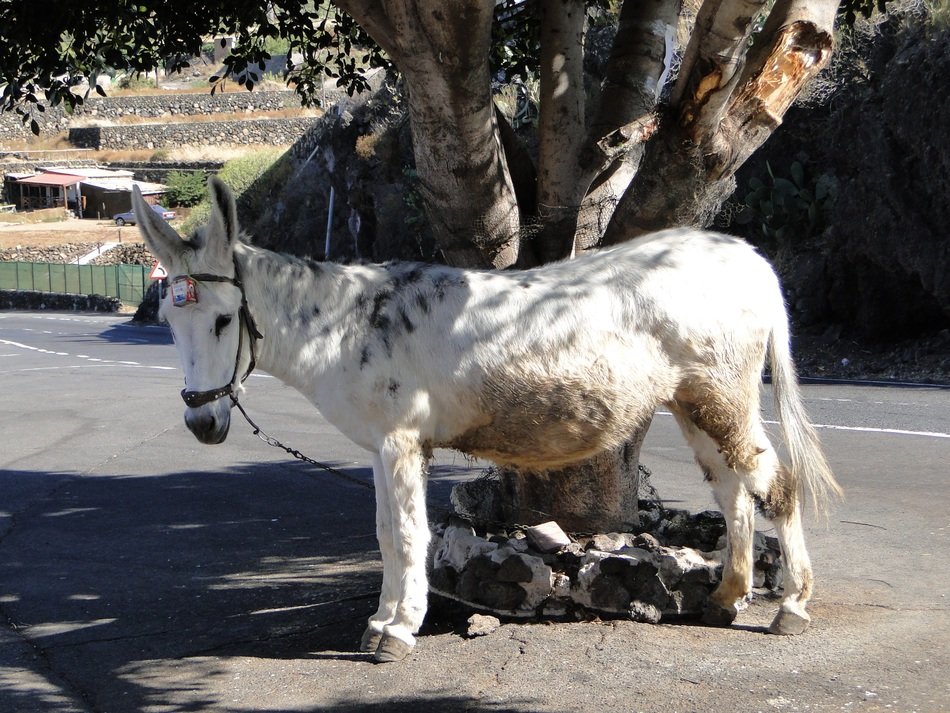 pony on the city street