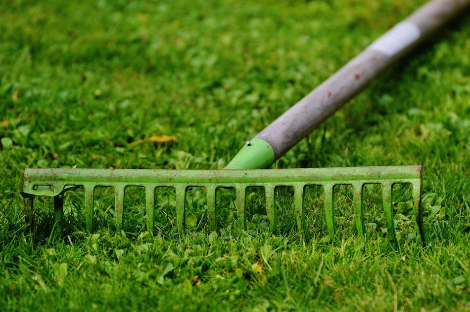 rake on green grass close-up