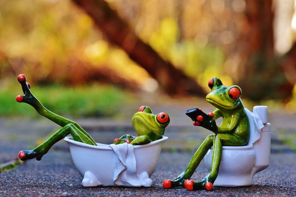 frogs in the bathroom and on the toilet