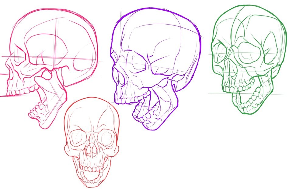 Skull Study drawing