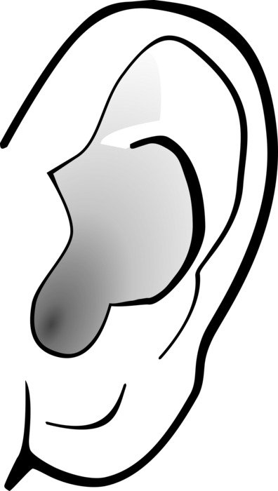 grey Ear drawing