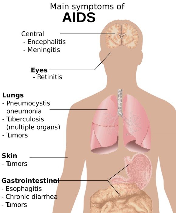 study of the human body in a diagram