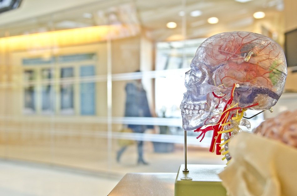 transparent skull exhibit for research