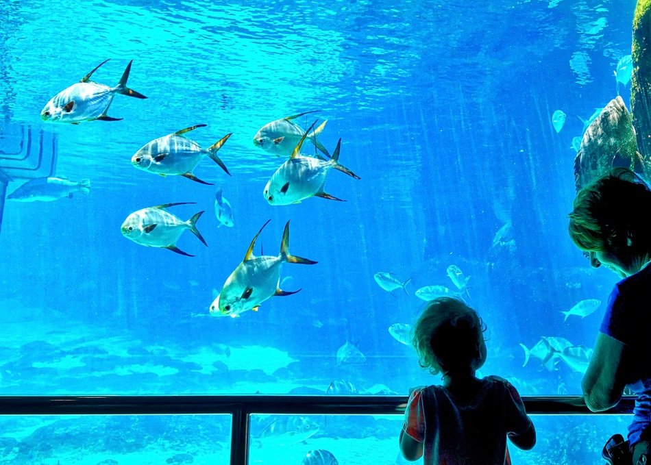 child and mother looking at Fish Tank