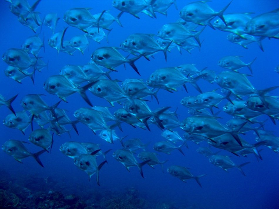 School of permits in the ocean