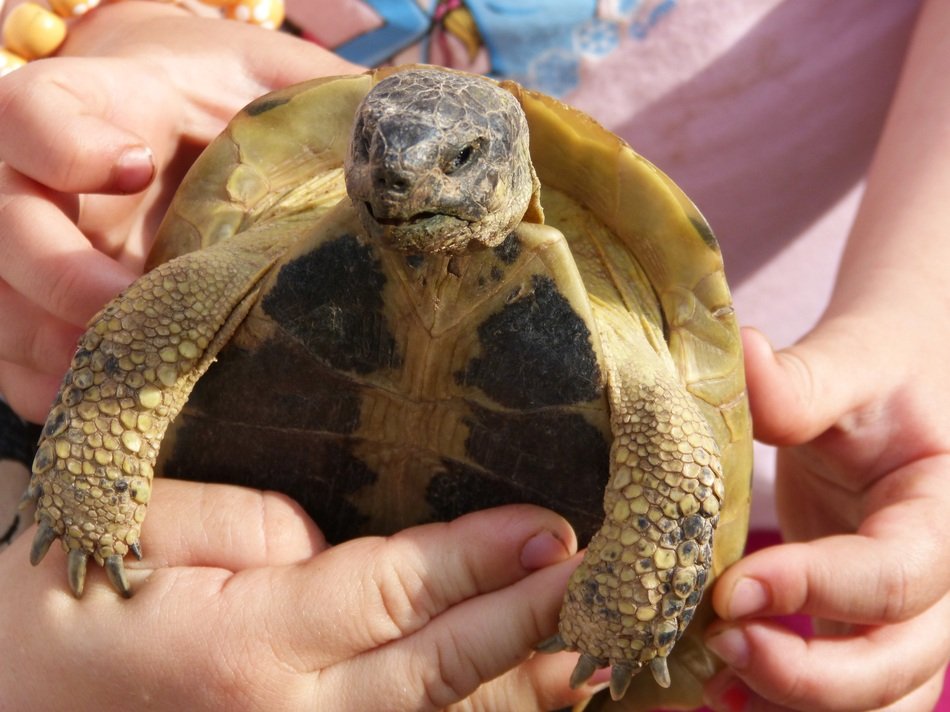 Mediterranean tortoise in the child's hand
