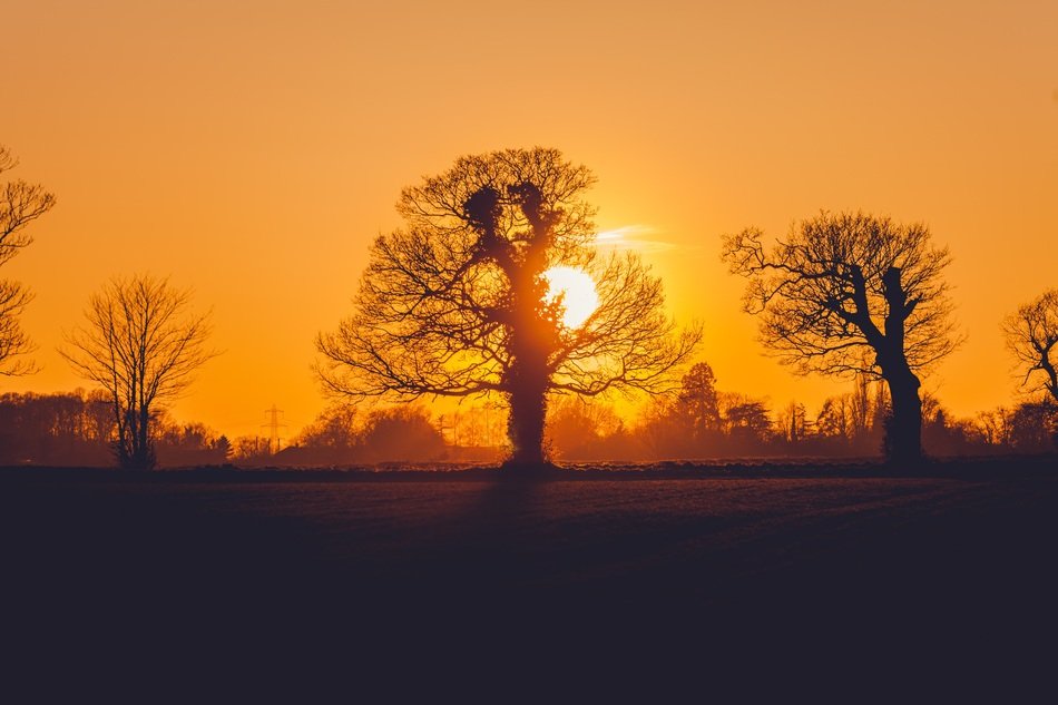 Orange Sun and trees as silhouettes