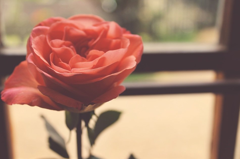 pink rose flower on the windowsill