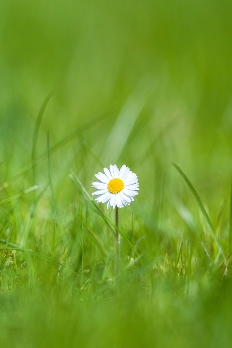 strikingly beautiful Daisy blossom