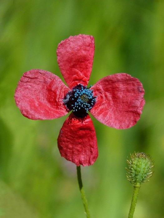 hybrid poppy on a green field
