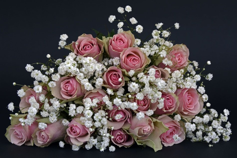 strikingly beautiful Roses Flowers