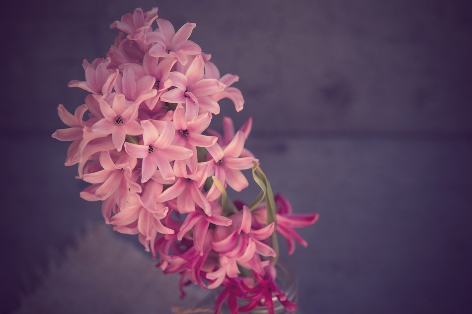 scenery of pink hyacinth