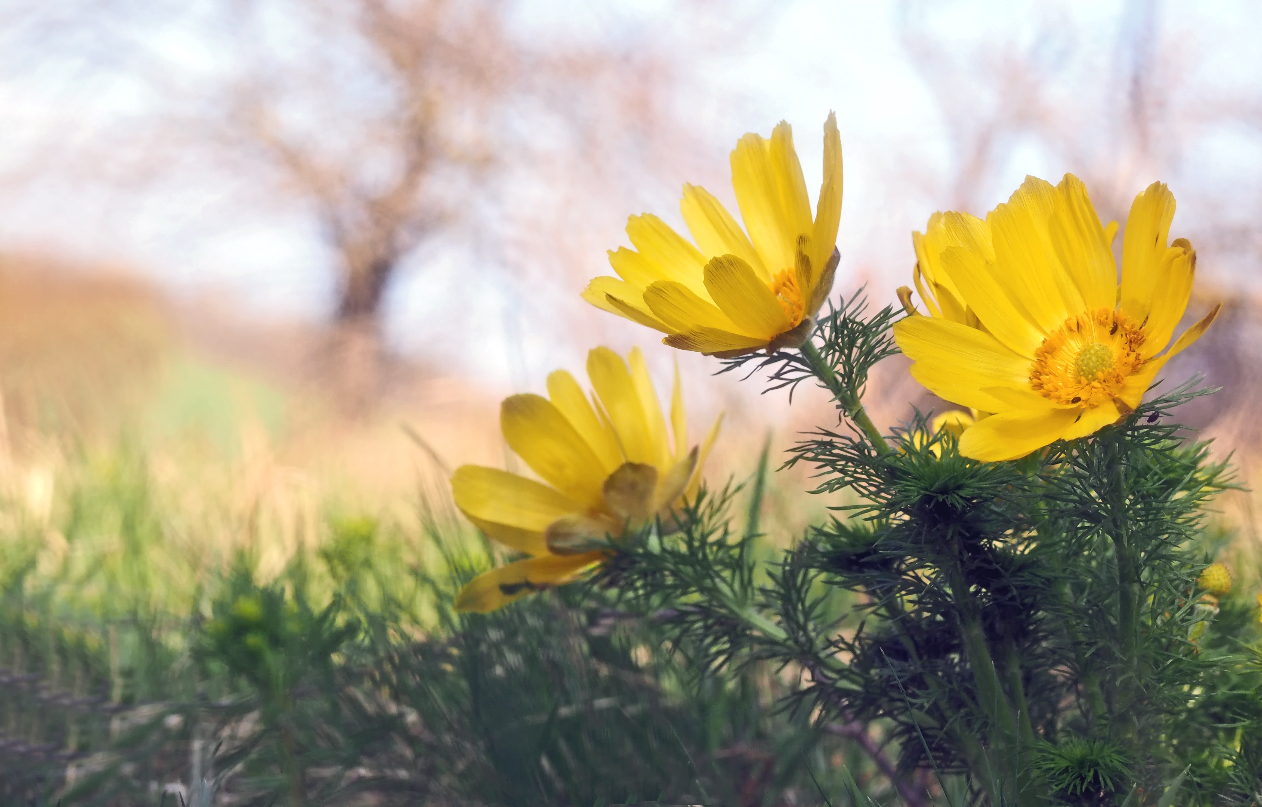 Three flowers of adonis free image download