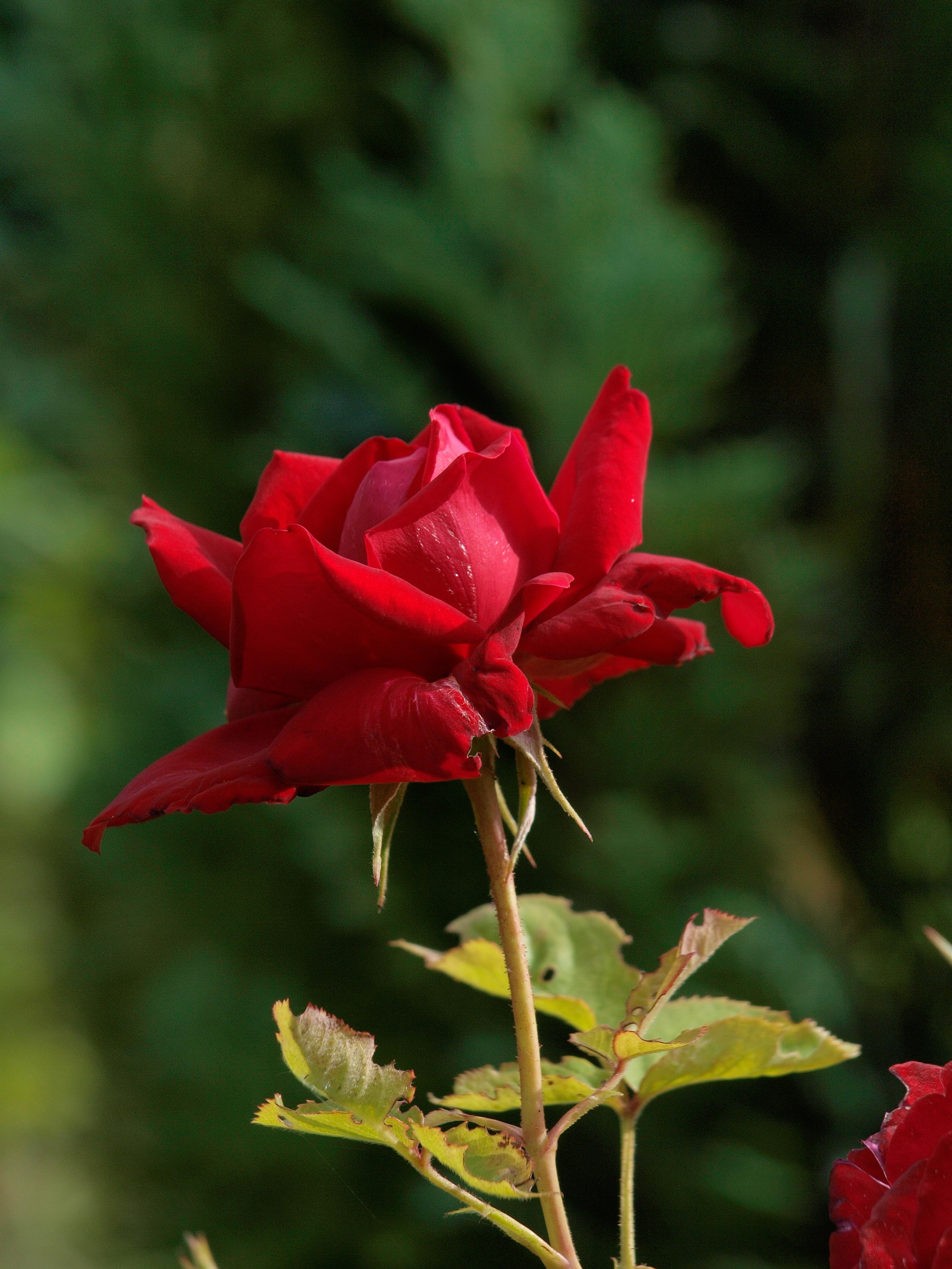 Роза Красный Дракон
