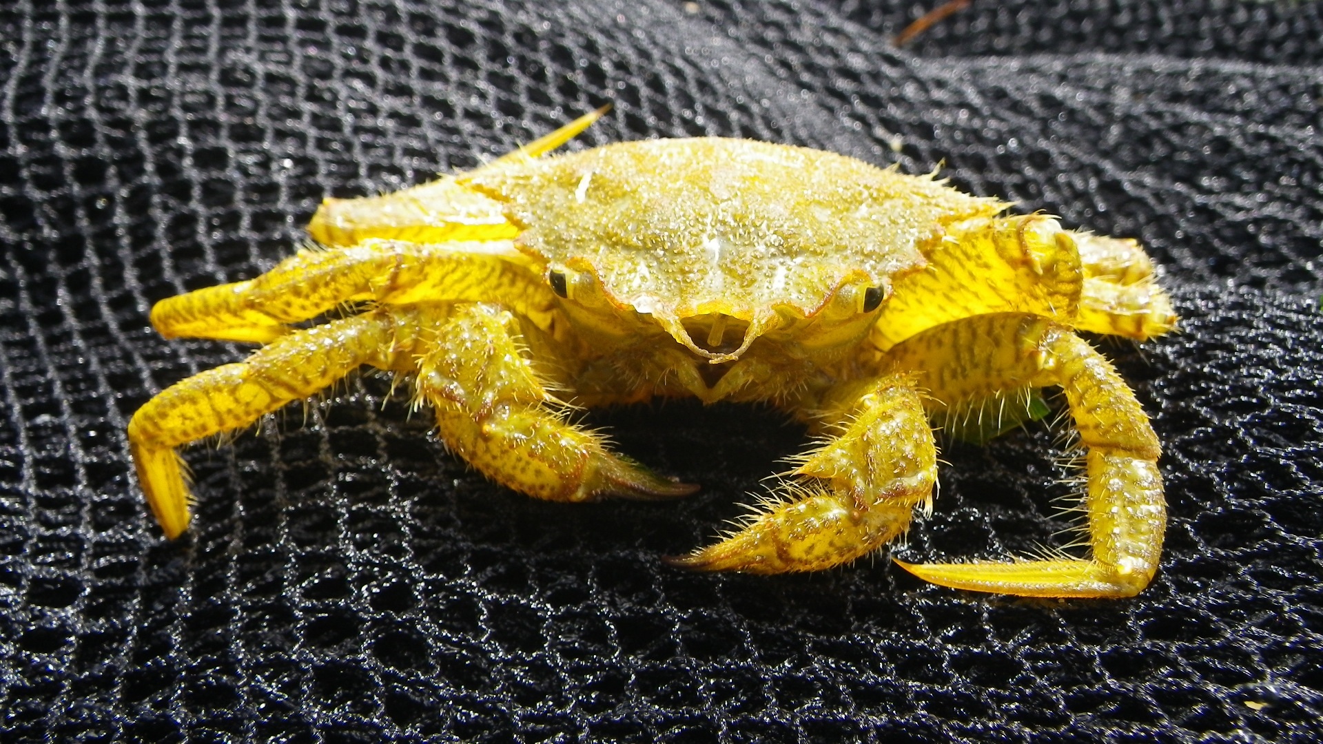 Yellow marine crab free image download