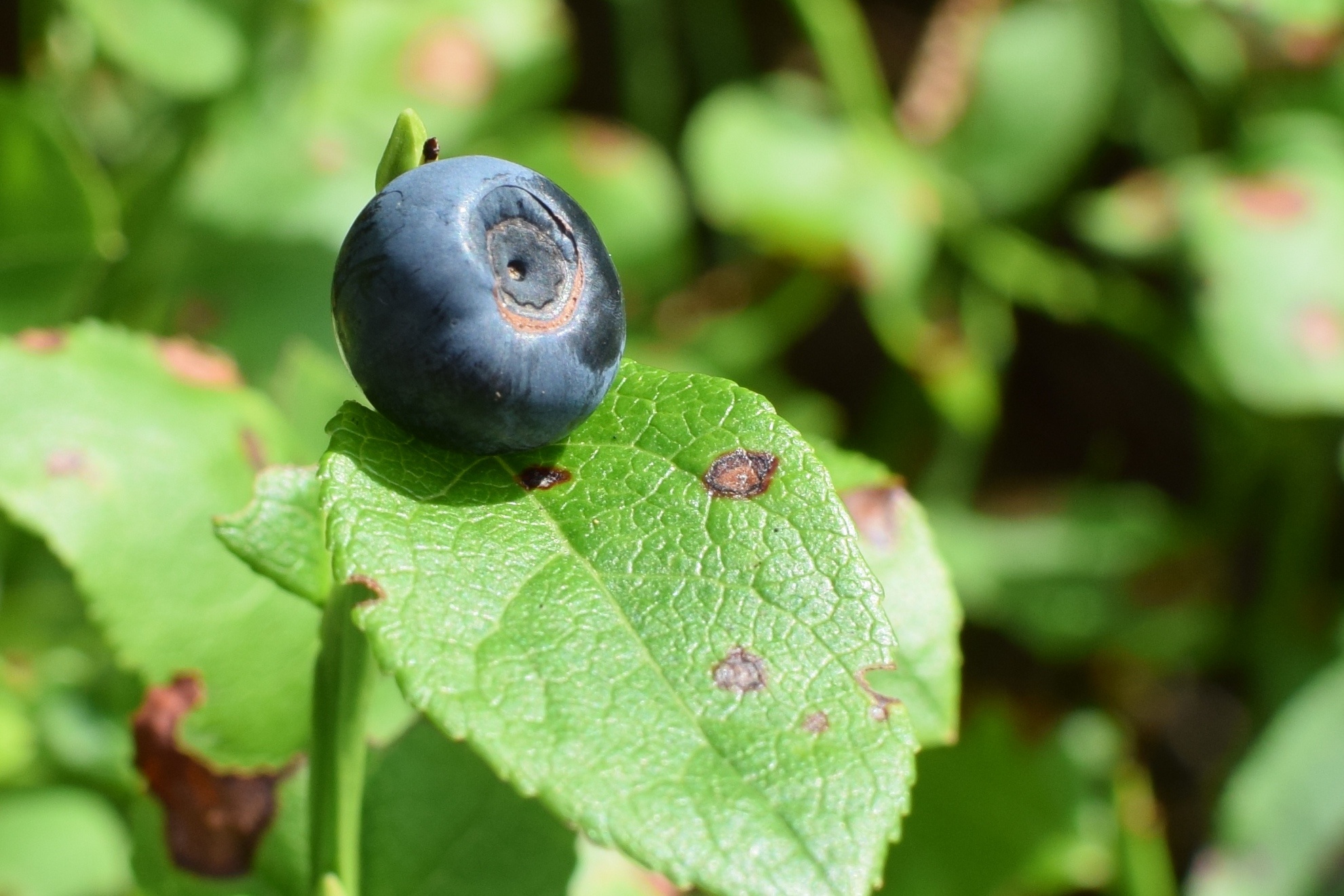 Blueberry In The Sun Free Image Download