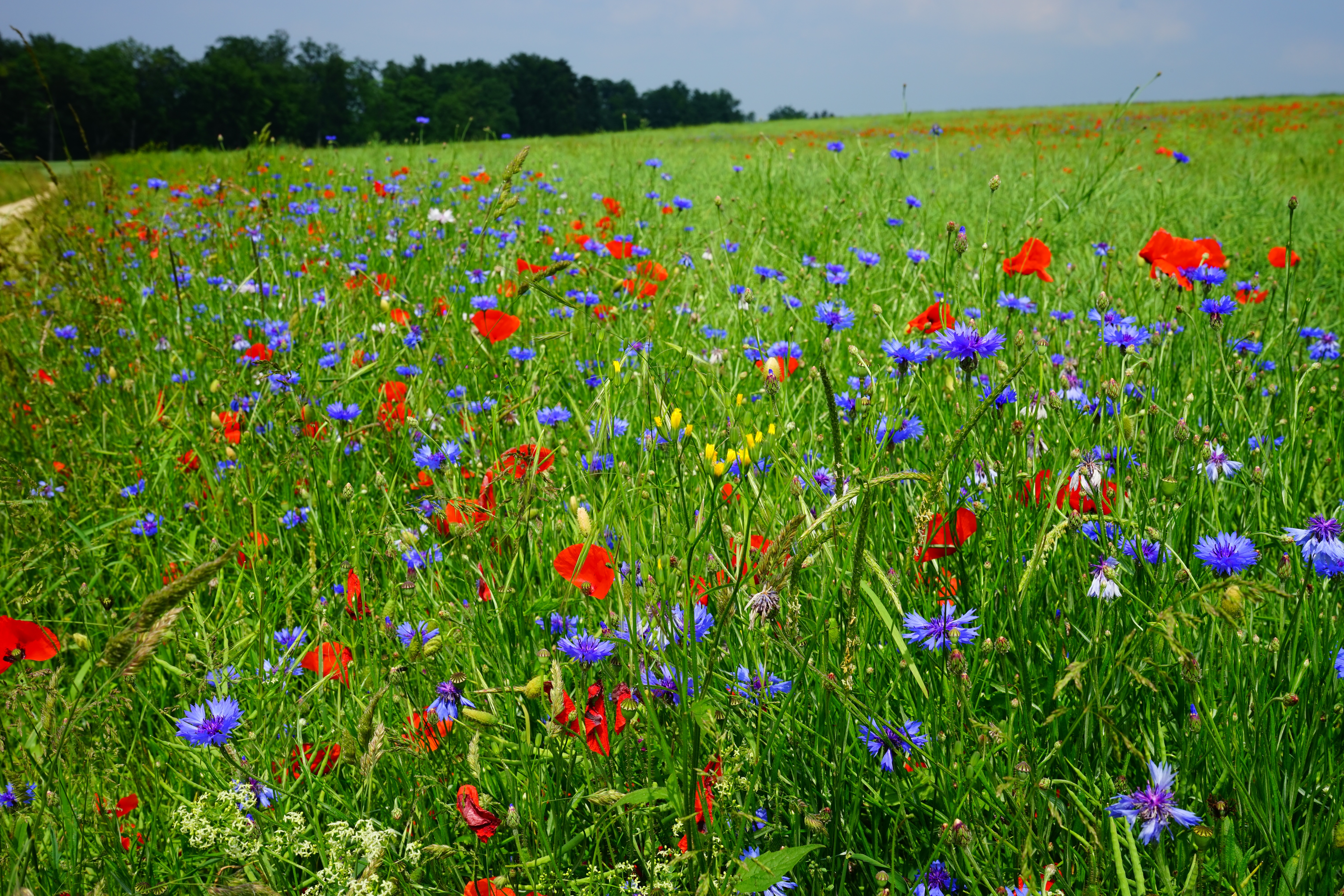 Как называется поле травы. Полевые цветы. Луговые цветы. Цветущее поле. Цветы полевые и луговые.
