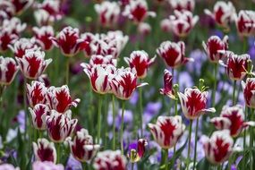 meadow of two-color tulips