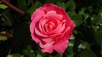 closeup view of bud of tender romantic rose in the garden