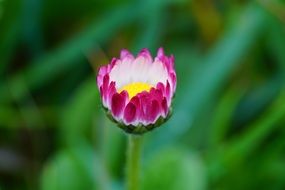 noble daisy flower blossom