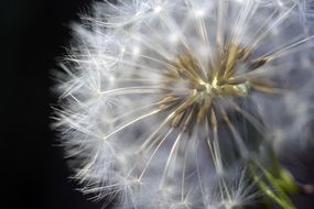 closeup view of dandelion flower from inside