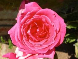 Red Rose Macro foto