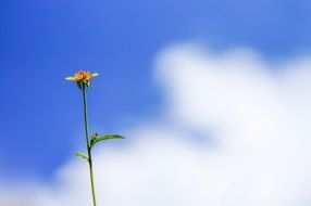 flower on a thin stalk against a clear blue sky