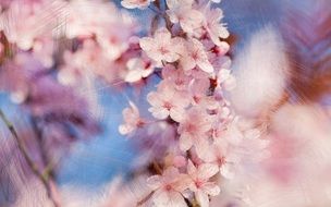 pink bloom in blurry background