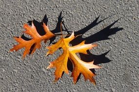 autumn leaf in New Zealand