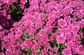 bush of pink spring flowers