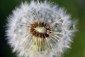 Close-up of dandelion flower