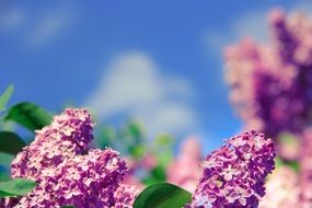 amazing lilac blossoms on a blurred background