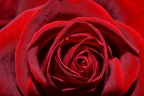 Macro photo of red rose flower