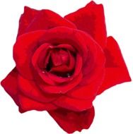 Picture of beautiful red rose