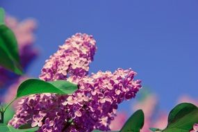 charming lilac flowering