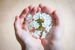 flower blossom in the hand