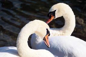 two Swans Together on Water